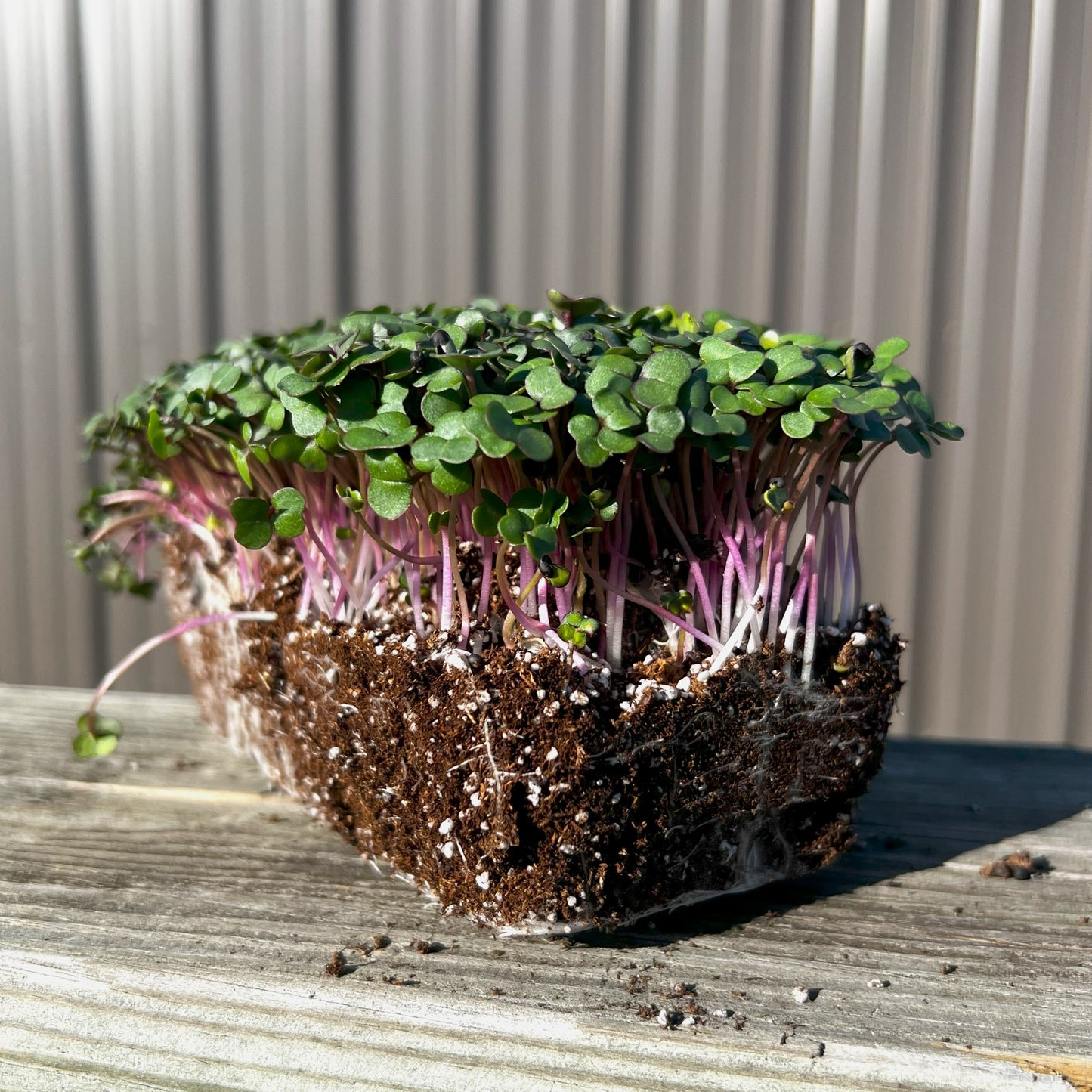 Red Russian Kale Microgreen