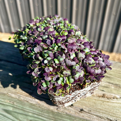  Red Wizard Pak Choi Microgreens
