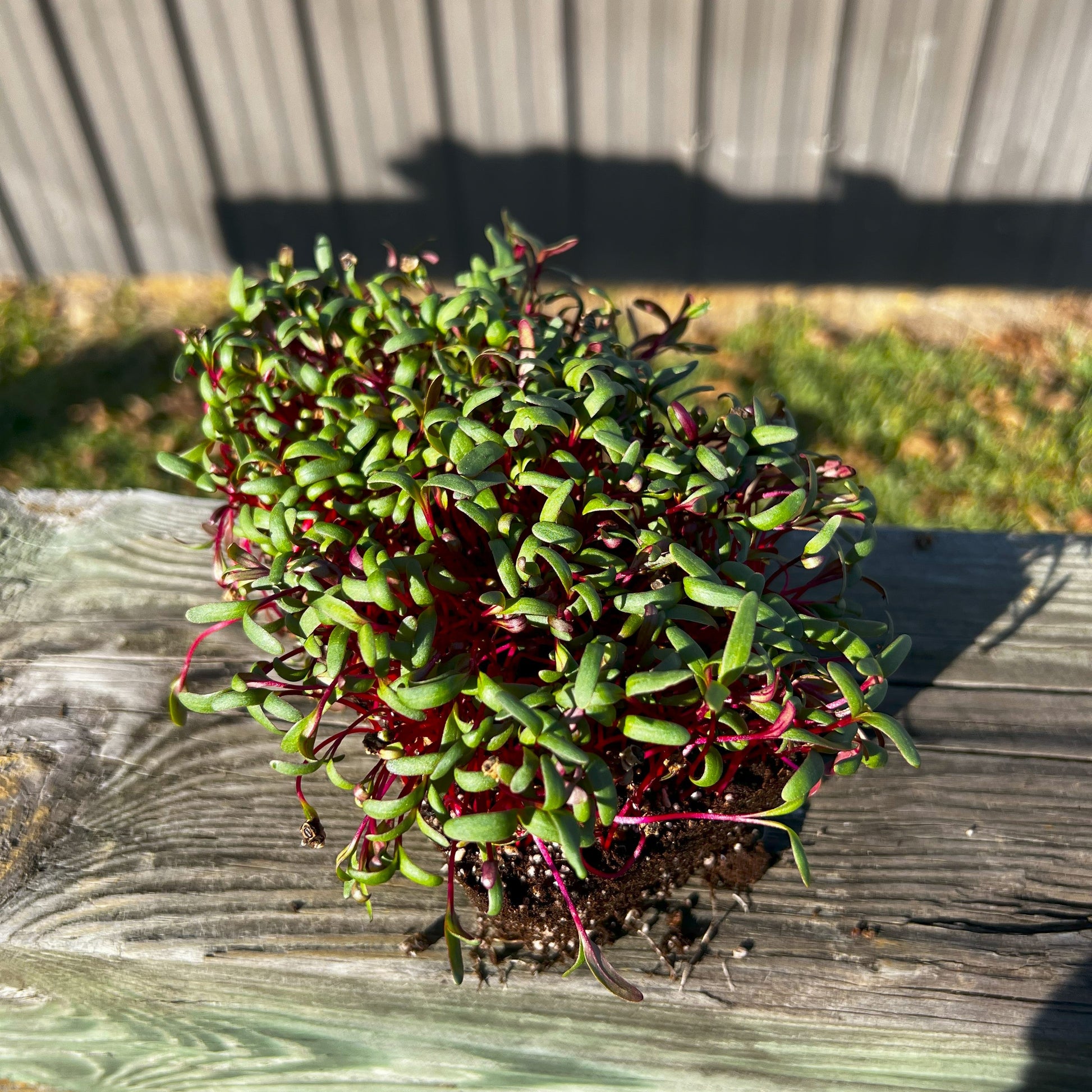  Ruby Fresh Swiss Chard Microgreens