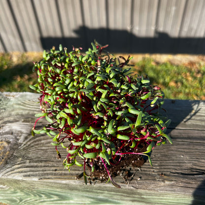  Ruby Fresh Swiss Chard Microgreens