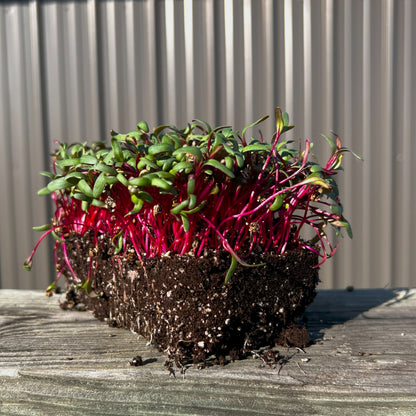  Ruby Fresh Swiss Chard Microgreens