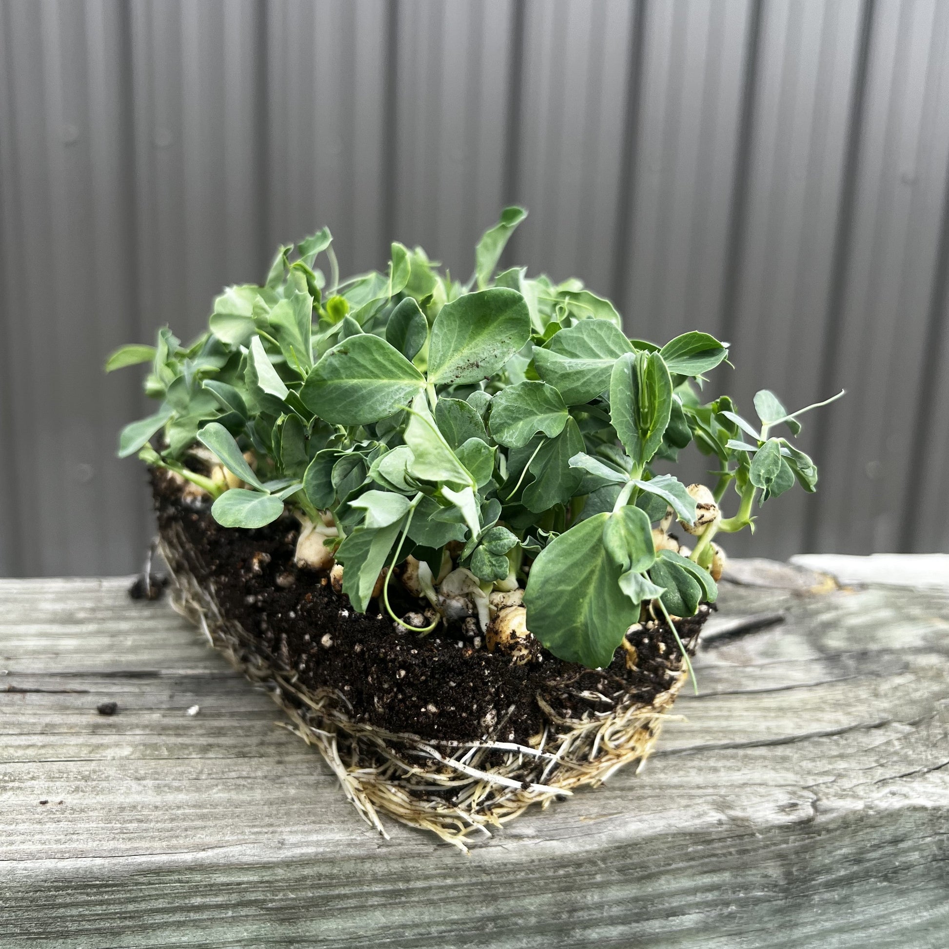  Sugar Prince Pea Microgreens