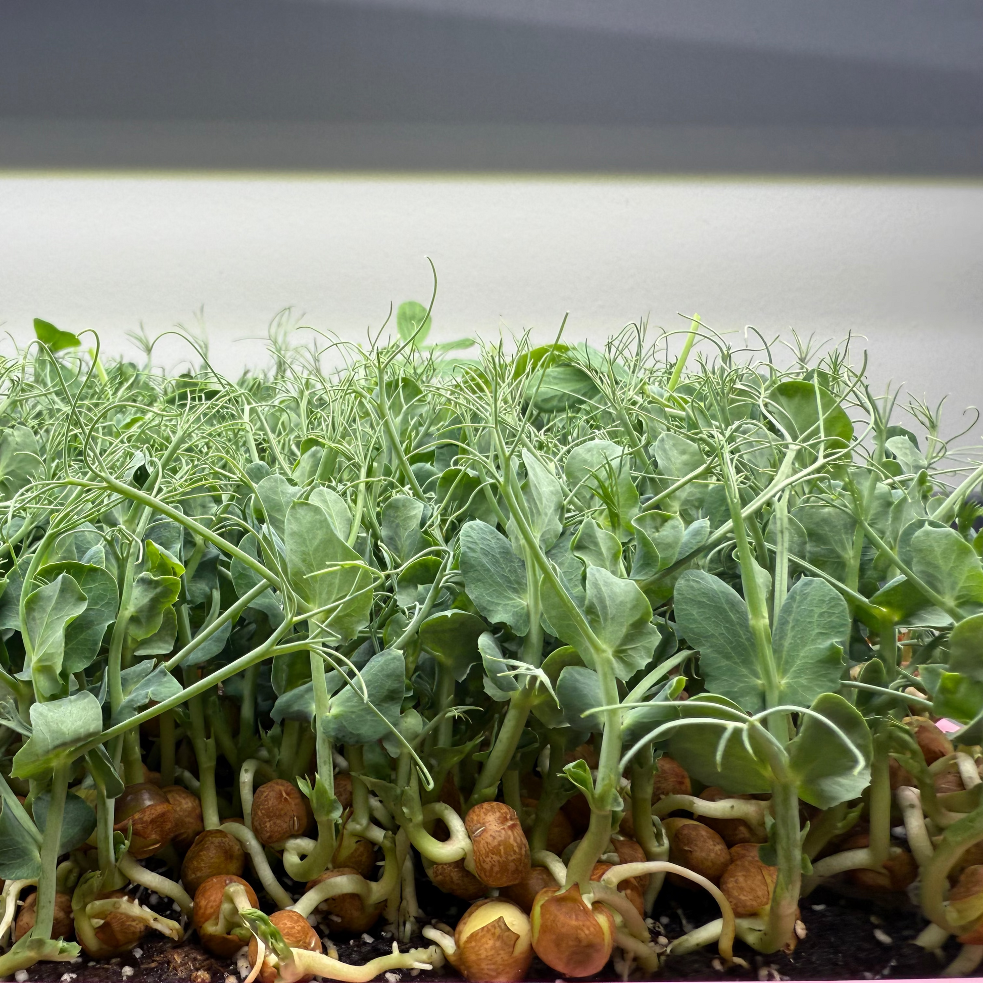  Improved Tendril Pea Microgreens