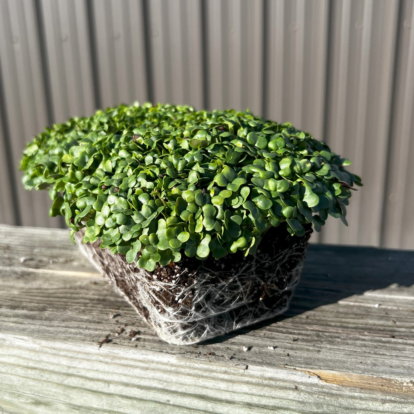  Texsel Greens Microgreens