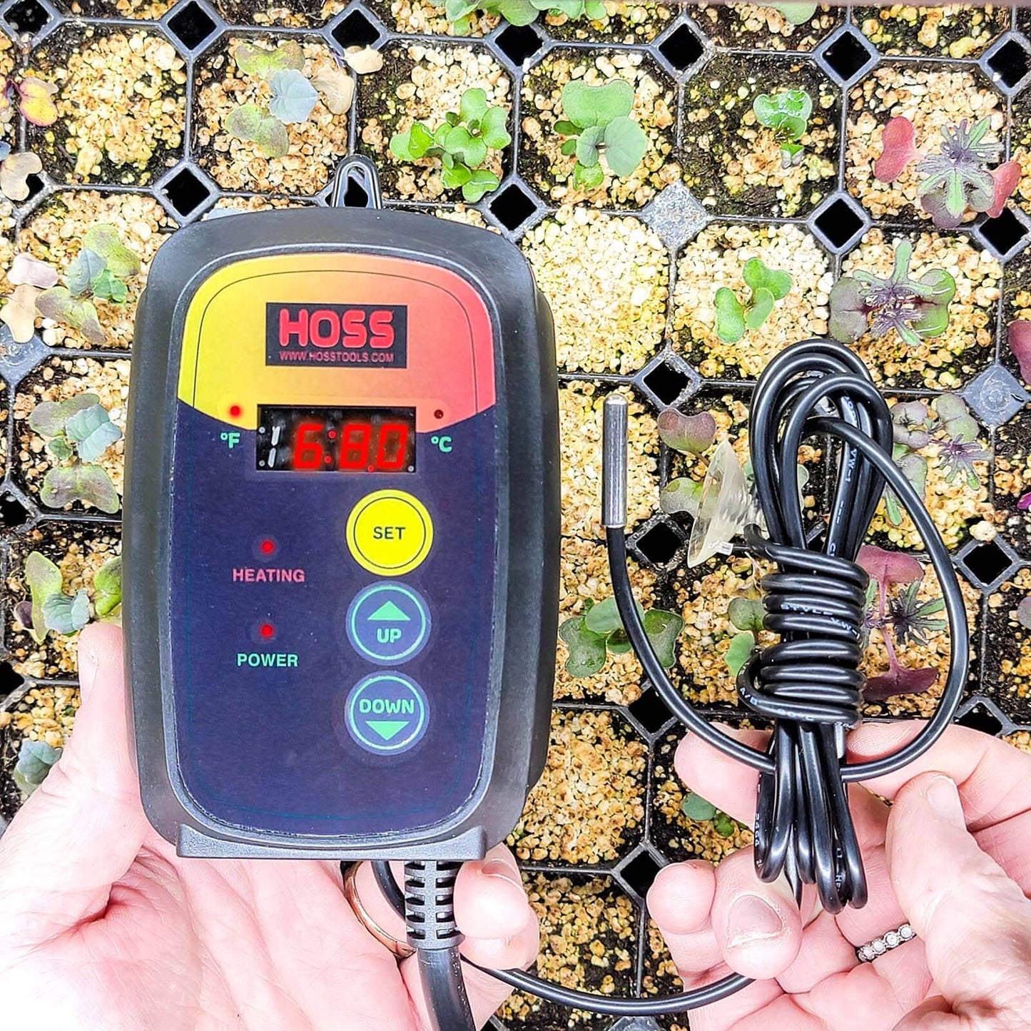 Germination Thermostat