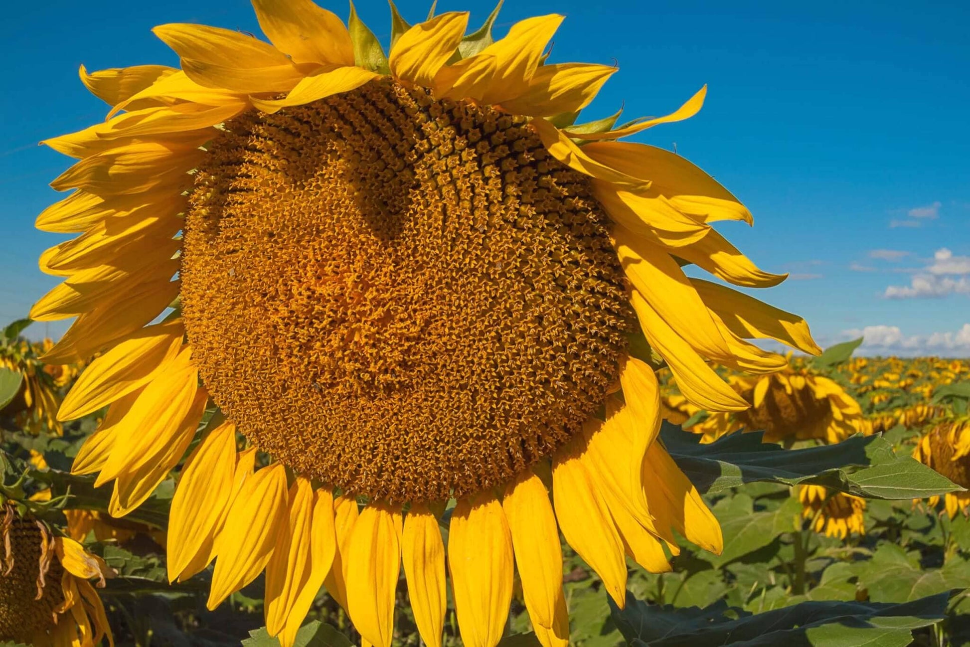  Titan Sunflower
