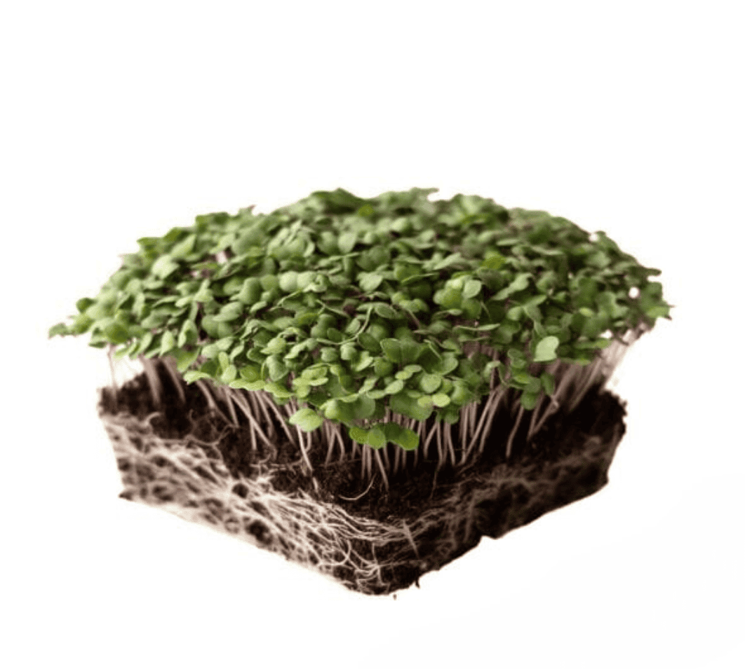  Purple Top Turnip Microgreens