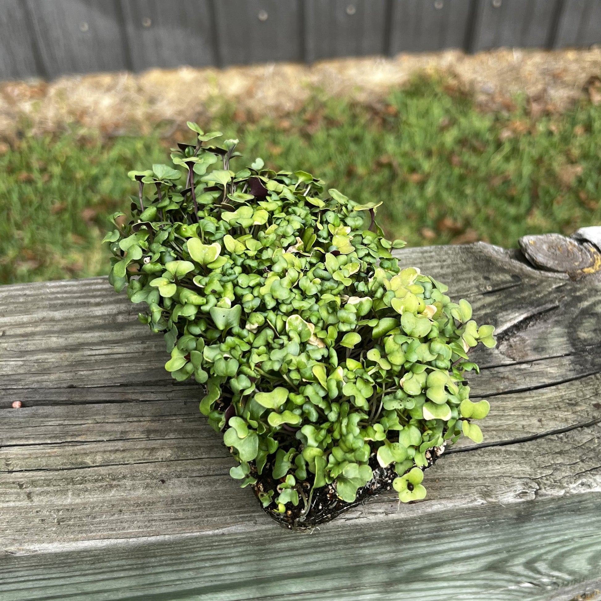  Waltham 29 Broccoli Microgreens