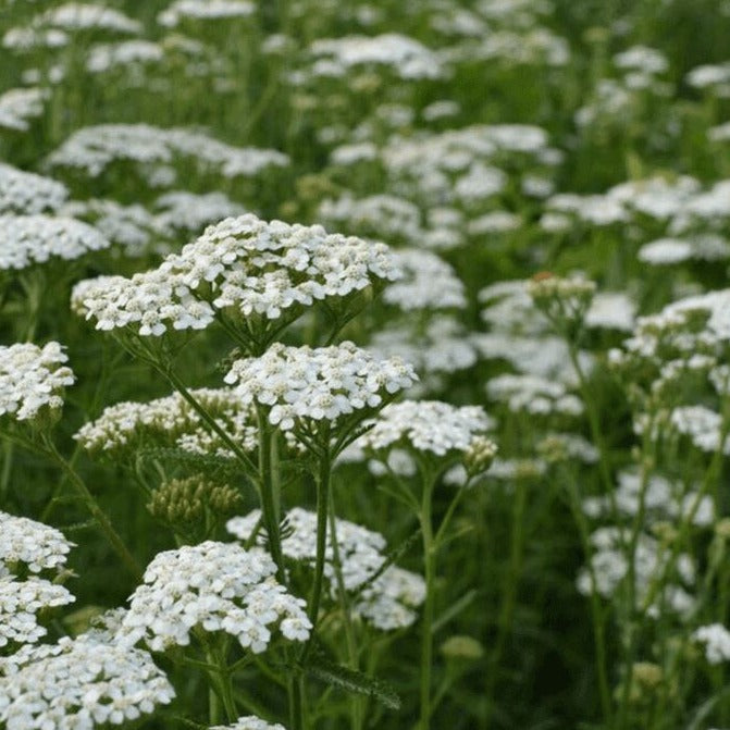  Yarrow