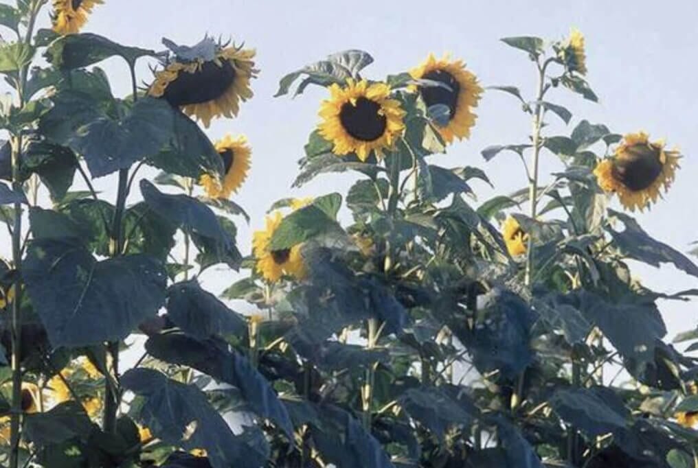  American Giant Hybrid Sunflower