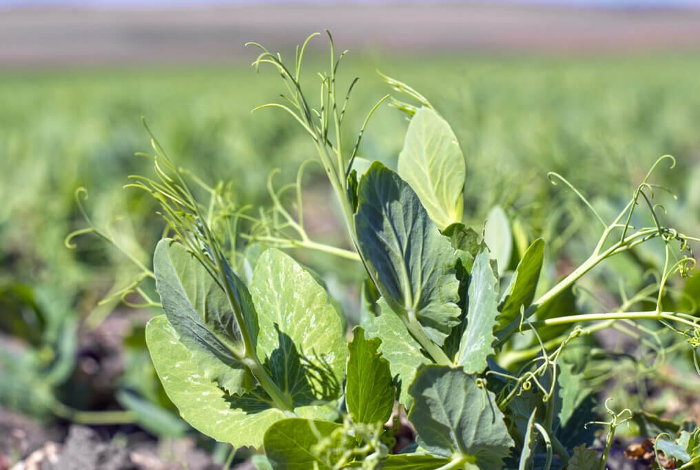  Austrian Winter Pea