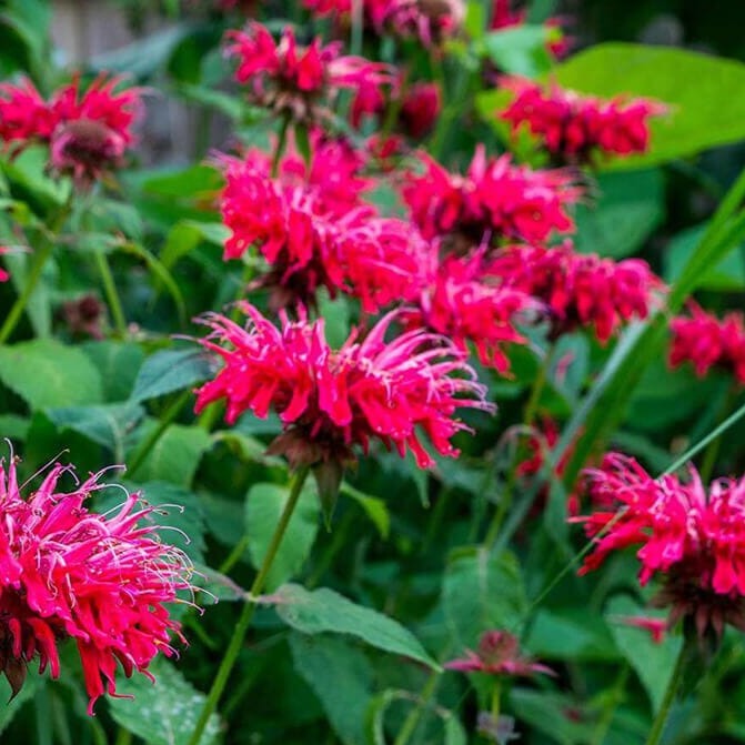  Bee Balm