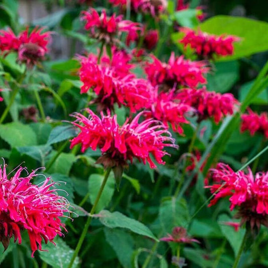  Bee Balm