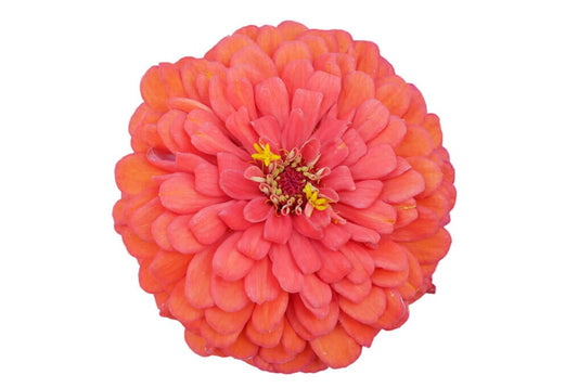  Benary Giant Coral Zinnia