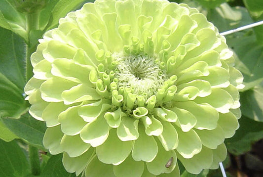  Benary Giant Lime Zinnia