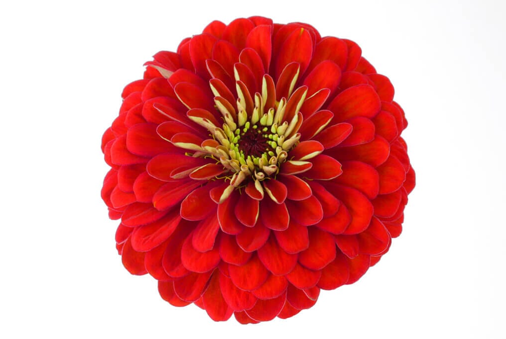  Benary's Giant Scarlet Zinnia