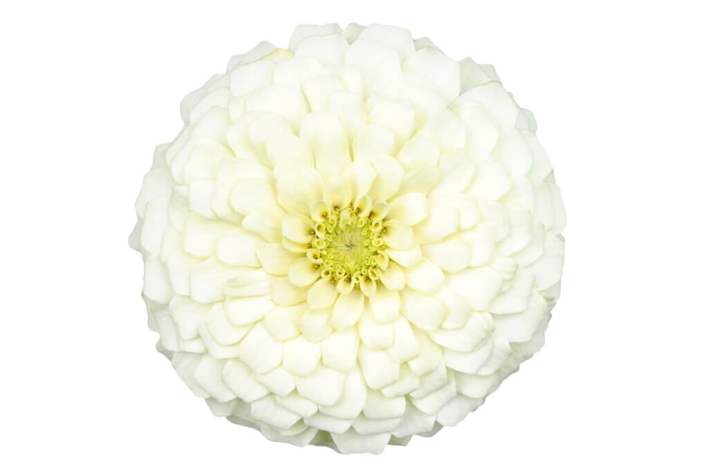  Benary Giant White Zinnia