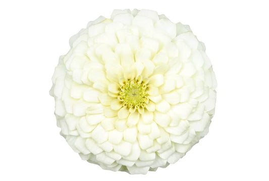  Benary Giant White Zinnia
