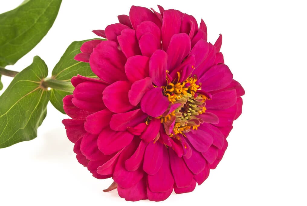  Benary Giant Wine Zinnia