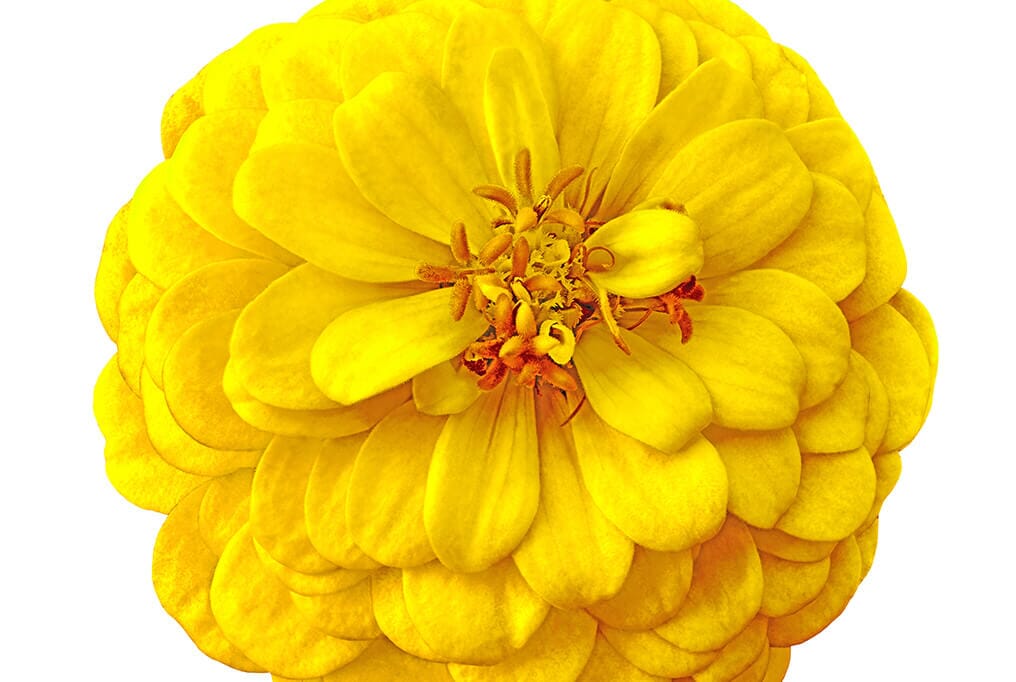  Benary Giant Yellow Zinnia