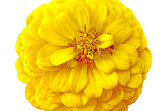  Benary Giant Yellow Zinnia