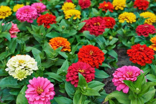 Benary Giant Zinnia Mix