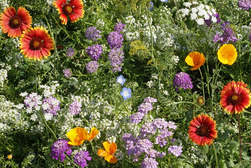  Beneficial Insect Wildflower Mix