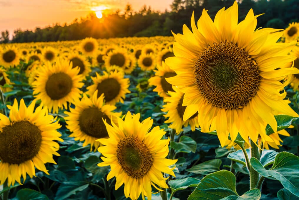 Black Oil Sunflower