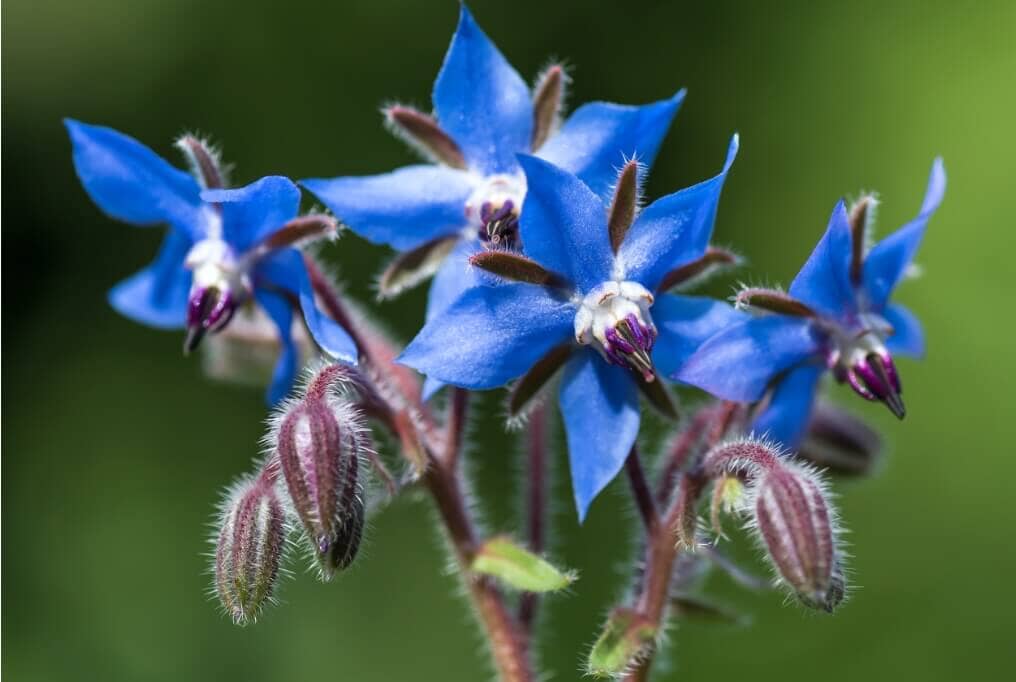  Borage
