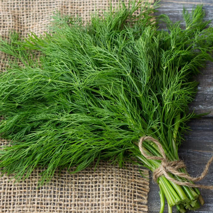  Bouquet Dill