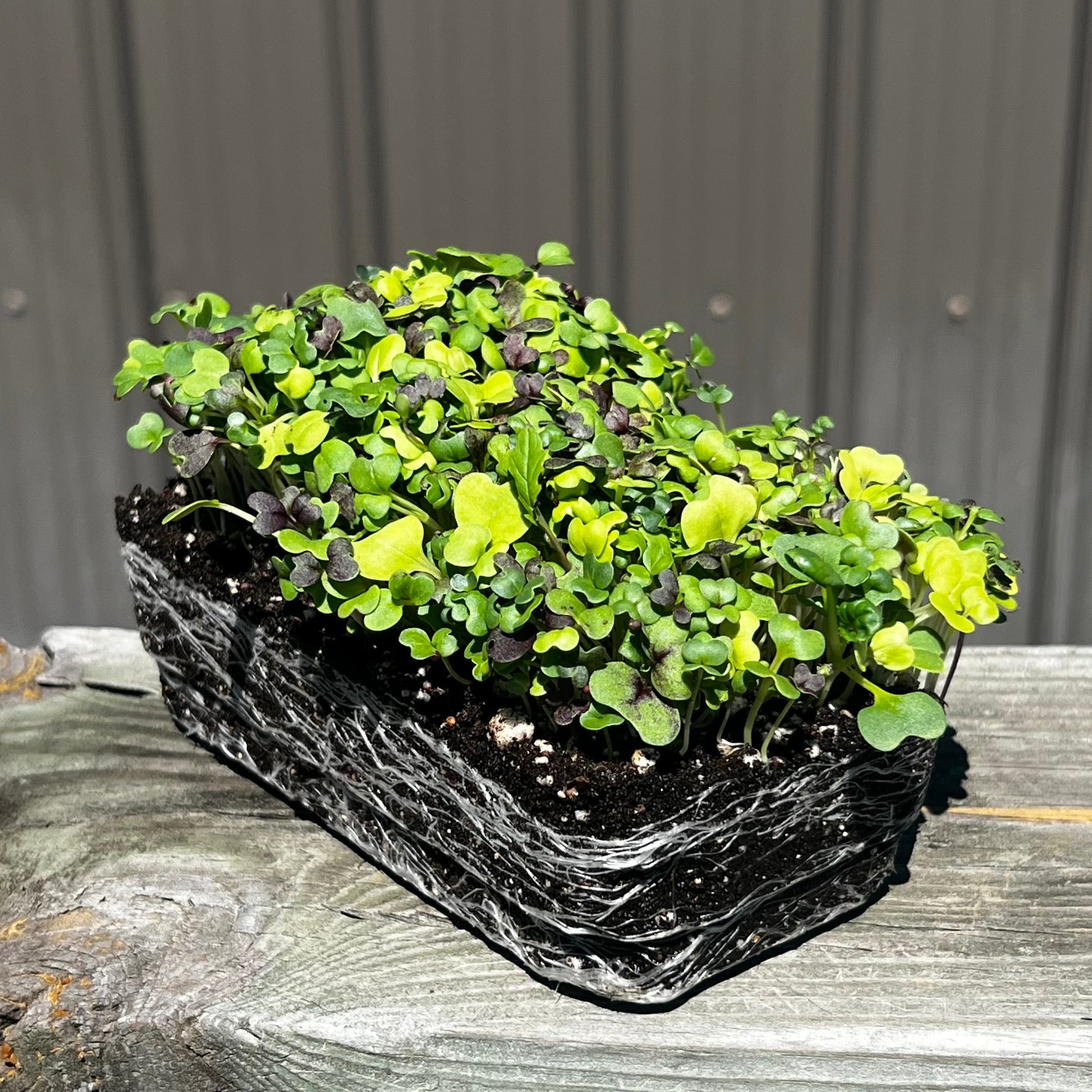  Bright And Spicy Mix Microgreens