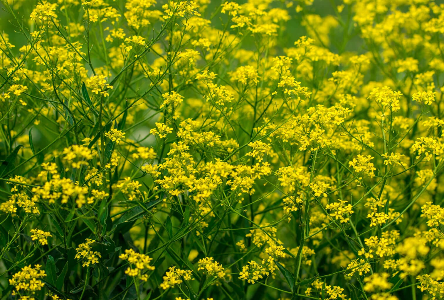  Broadleaf Mustard