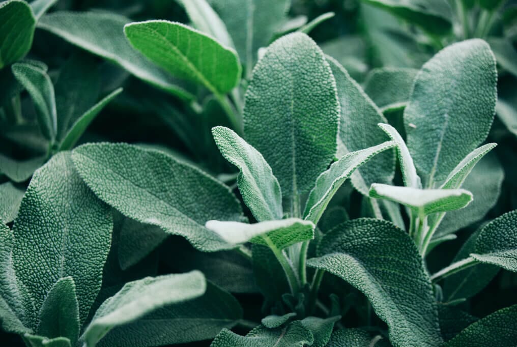  Broadleaf Sage