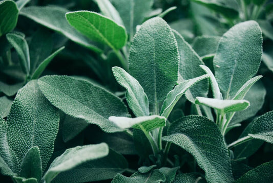  Broadleaf Sage