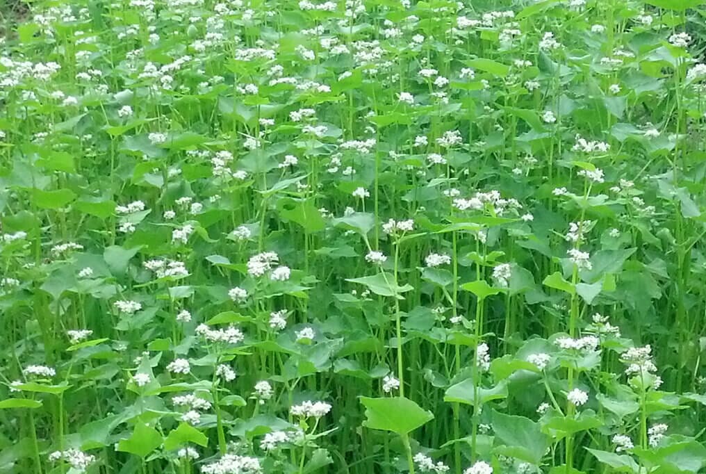  Buckwheat