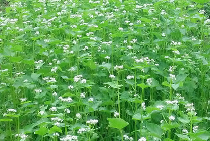 Buckwheat