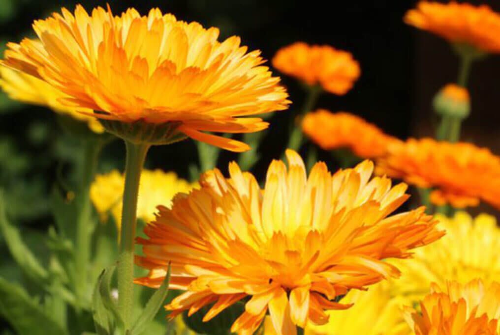  Calendula Prince Mix