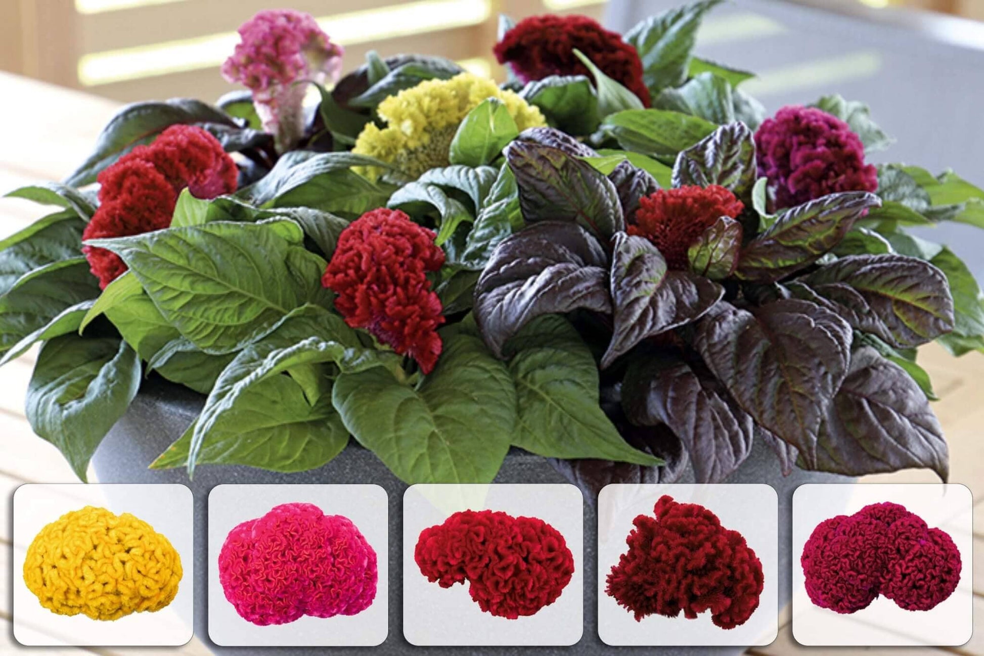  Brainiac Celosia Mix