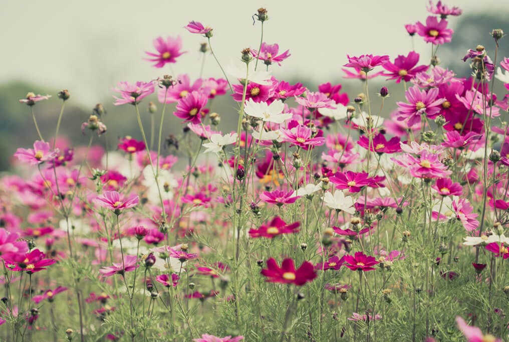  Cosmos Sensation Mix