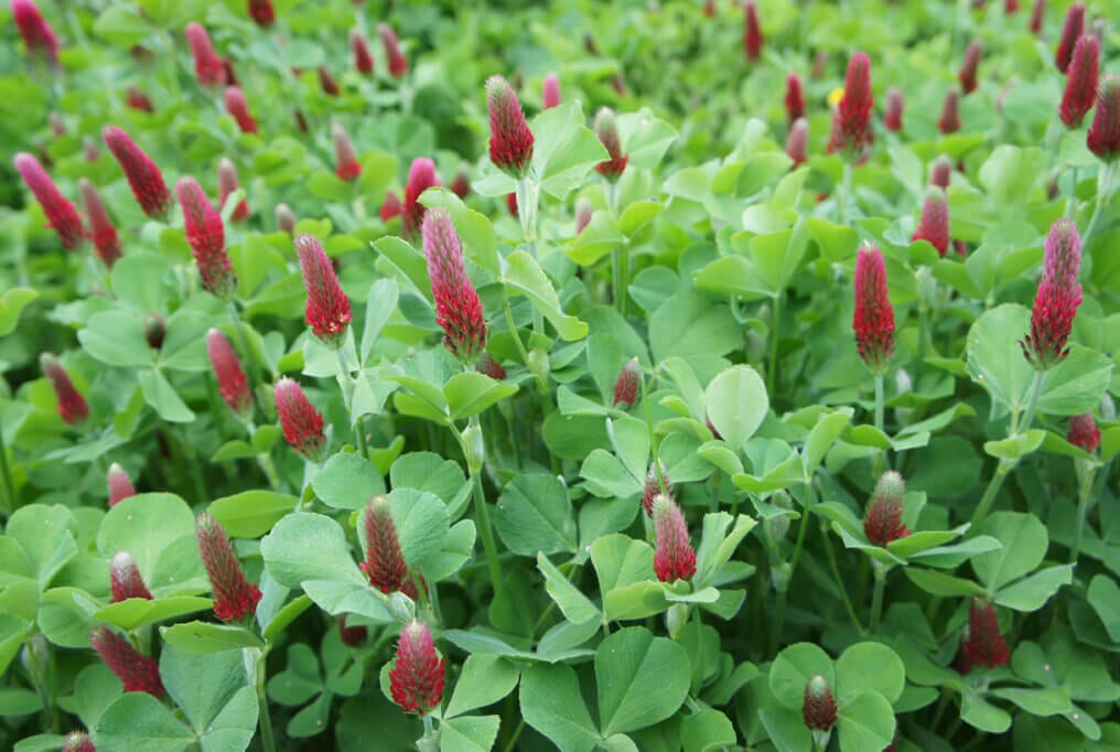  Crimson Clover