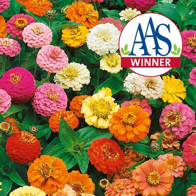  Dwarf Zinnia Mix