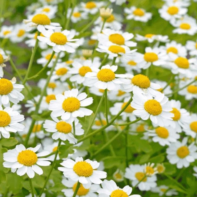  Feverfew