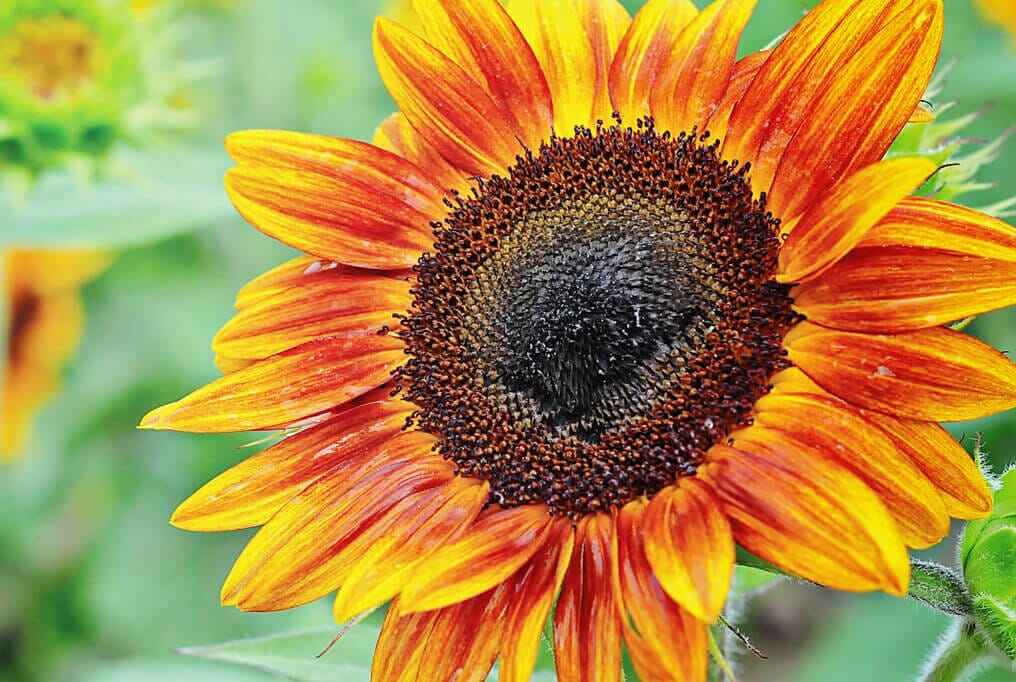  Firecracker Sunflower