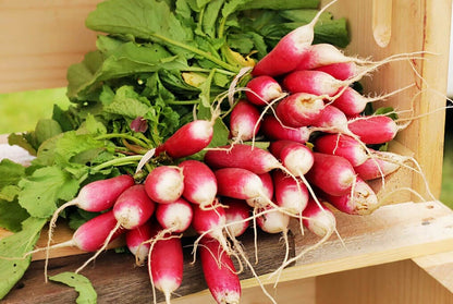  French Breakfast Radish Microgreens