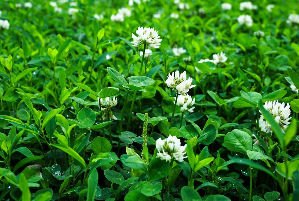  Frosty Berseem Clover