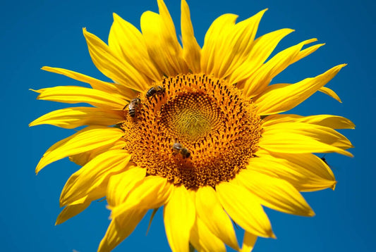  Giant Grey Stripe Sunflower