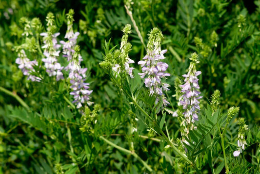  Hairy Vetch