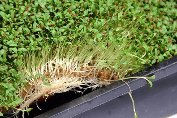  1020 Grow Mats