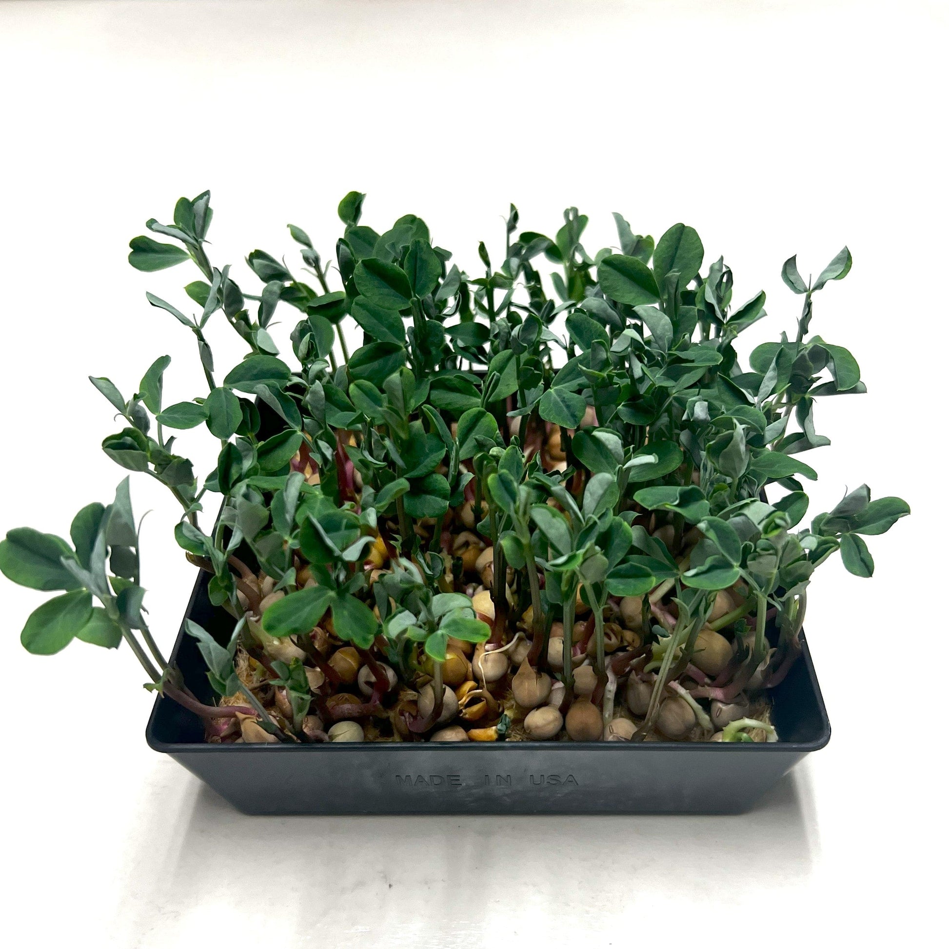  5x5 Shallow Microgreen Tray