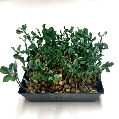  5x5 Shallow Microgreen Tray
